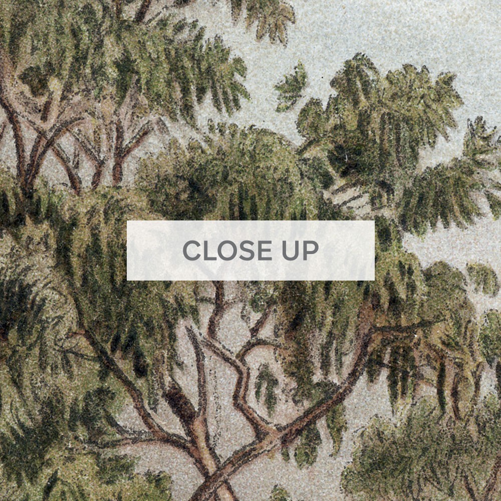 Australian-Grass-Tress-03