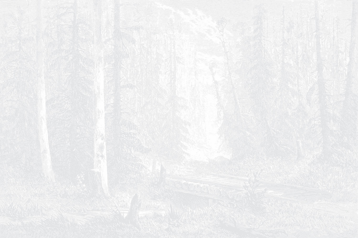 Fir Forest - Light Grey Wallpaper | Grafico Melbourne