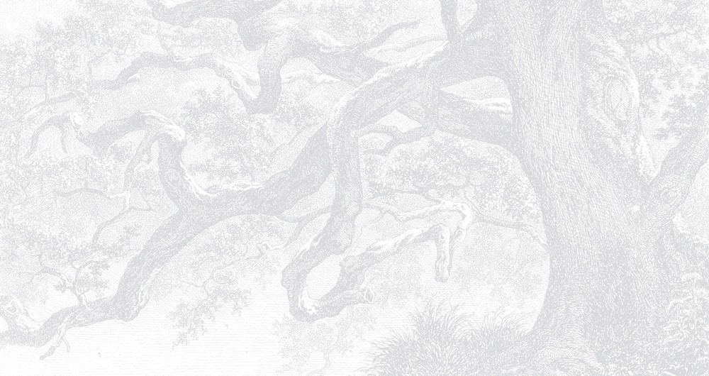 TwistedTrunk-02 TwistedTrunk-02