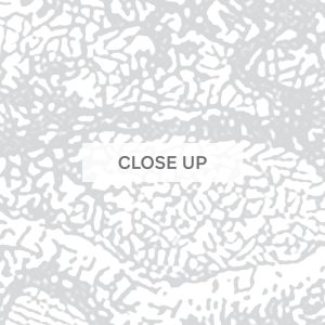 TwistedTrunk-03 TwistedTrunk-03